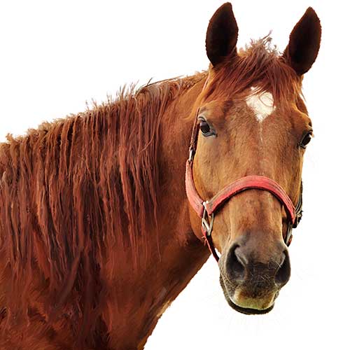 Horse Products